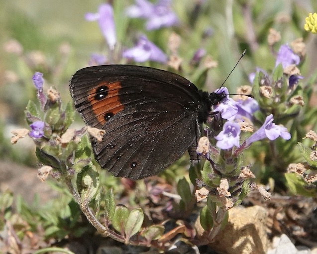 Chapman's ringlet
